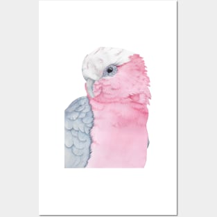 rosalbin galah cockatoo pink watercolor portrait Posters and Art